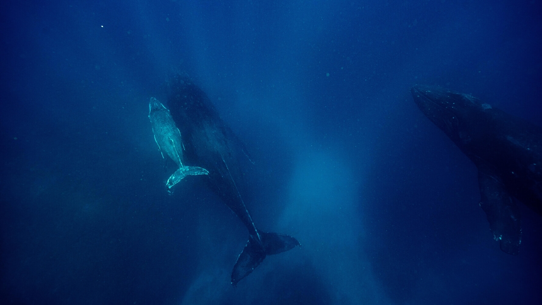Горбаті кити: співи в епоху шуму