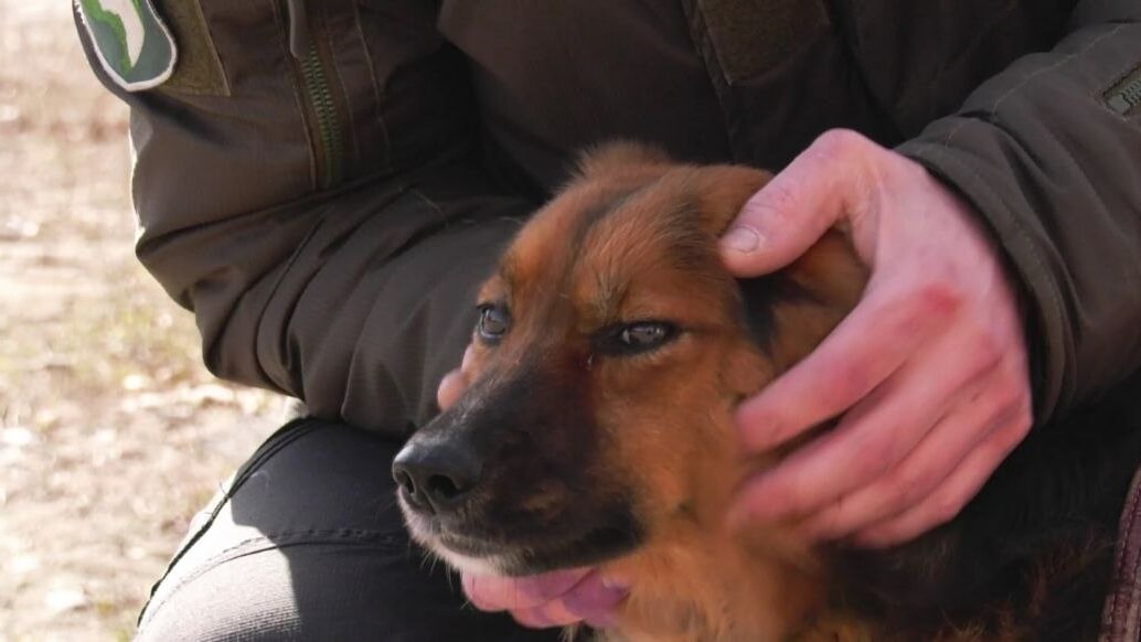 Дніпровські ветеринари рятують собак, поранених на фронті