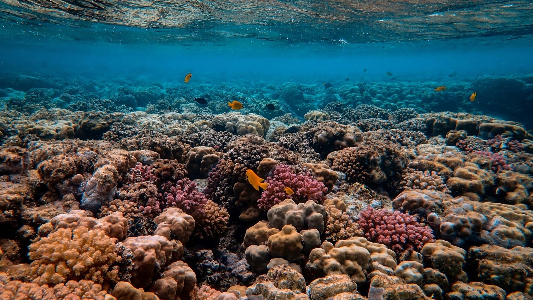 Катастрофа наближається: коралові рифи от-от зникнуть