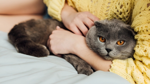 Чому коти люблять сидіти на своїх господарях: Розкриття пухнастих секретів
