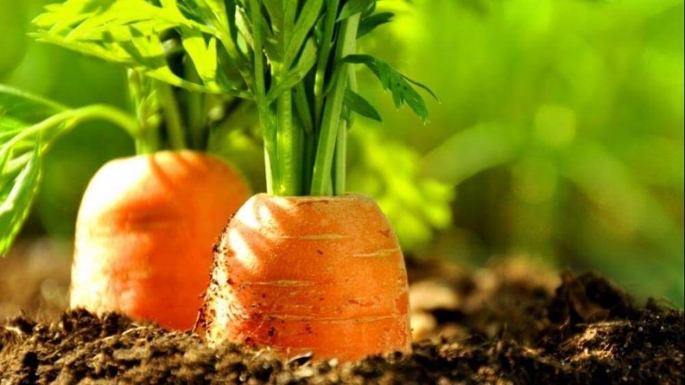 Коли сіяти моркву та як доглядати за розсадою