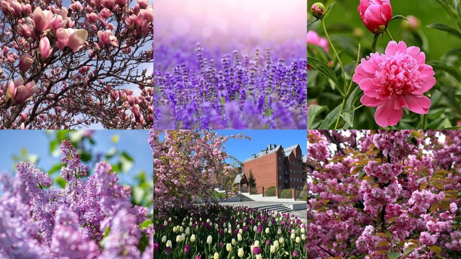 Весняна феєрія у Дніпрі: де помилуватися квітучими рослинами