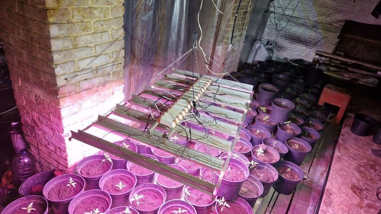 2 кг марихуани та 128 кущів конопель: у Кривому Розі затримали двох виробників наркотиків
