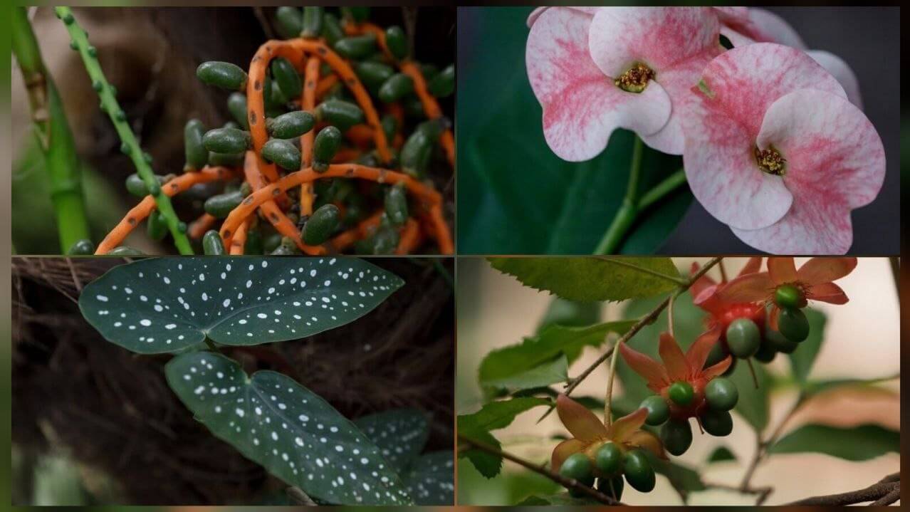 Ботанічний сад запрошує завітати до тропічного раю в оранжереях