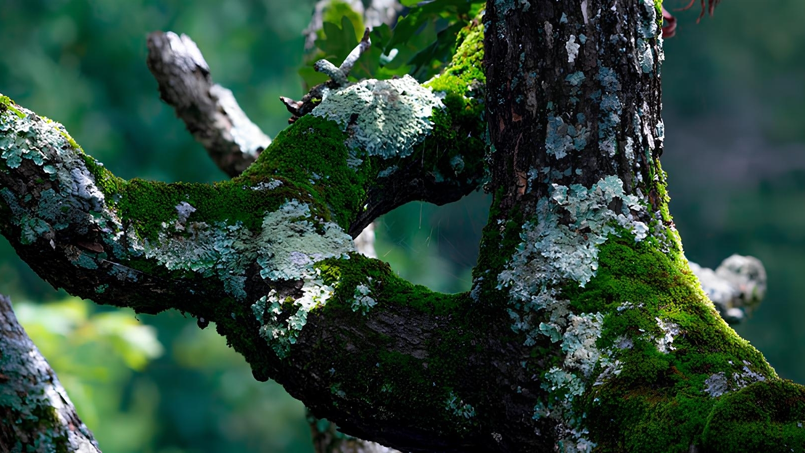 Захистіть свій сад: ефективні методи боротьби з мохом та лишайниками на деревах