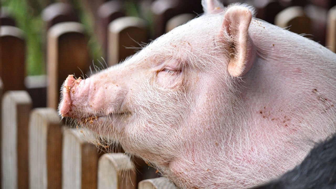 Загроза спалаху чуми свиней на Дніпровщині: трупи тварин знайшли біля річки Оріль