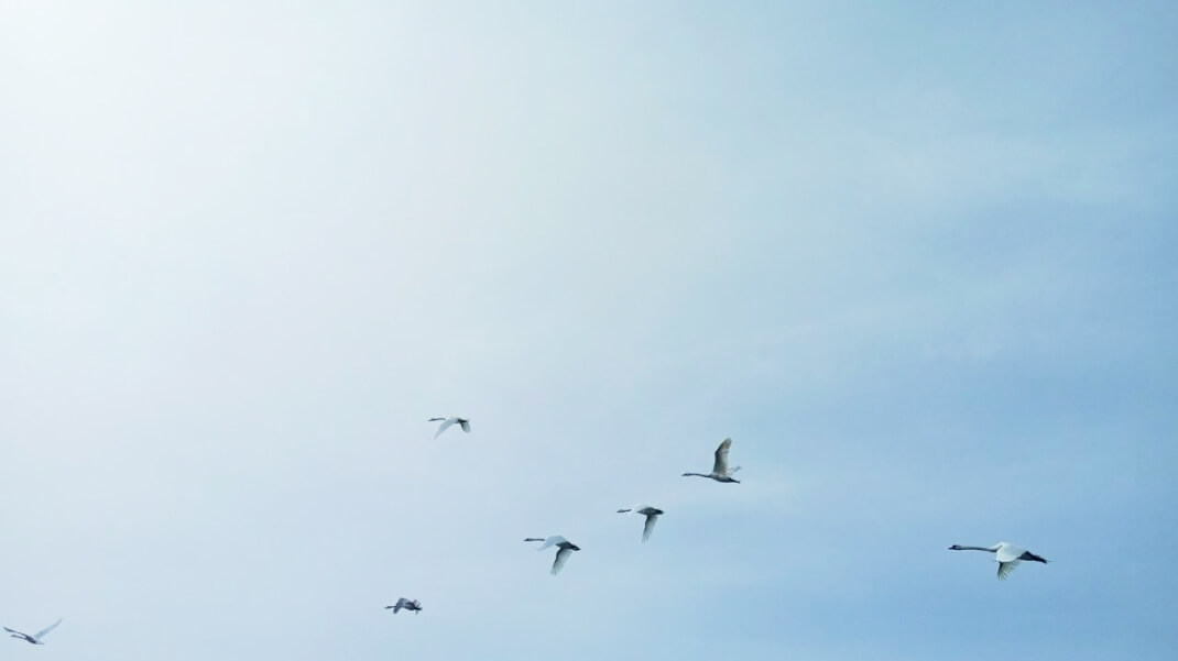 Дніпровсько-Орільський заповідник вітає рідкісних птахів