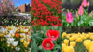 Тюльпановий рай Дніпра: де помилуватися квітучими полями?