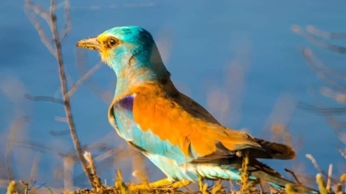 Незвичайні мандрівники: рідкісні тропічні птахи подолали 6 тисяч кілометрів, щоб оселитися в українському заповіднику