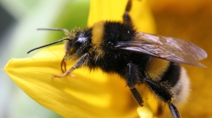 Через розорення степових ділянок та неконтрольоване використання пестицидів у Криму гинуть бджоли