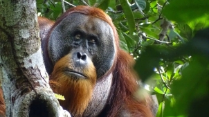 Суматранський орангутанг вилікував свою рану за допомогою лікарської рослини