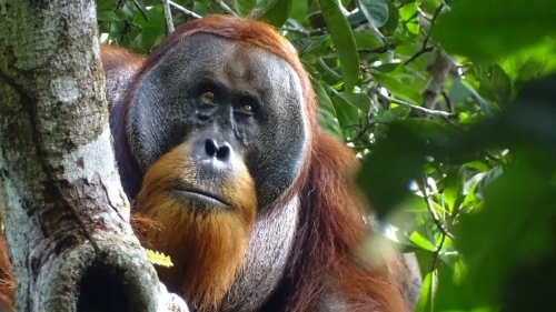 Суматранський орангутанг вилікував свою рану за допомогою лікарської рослини