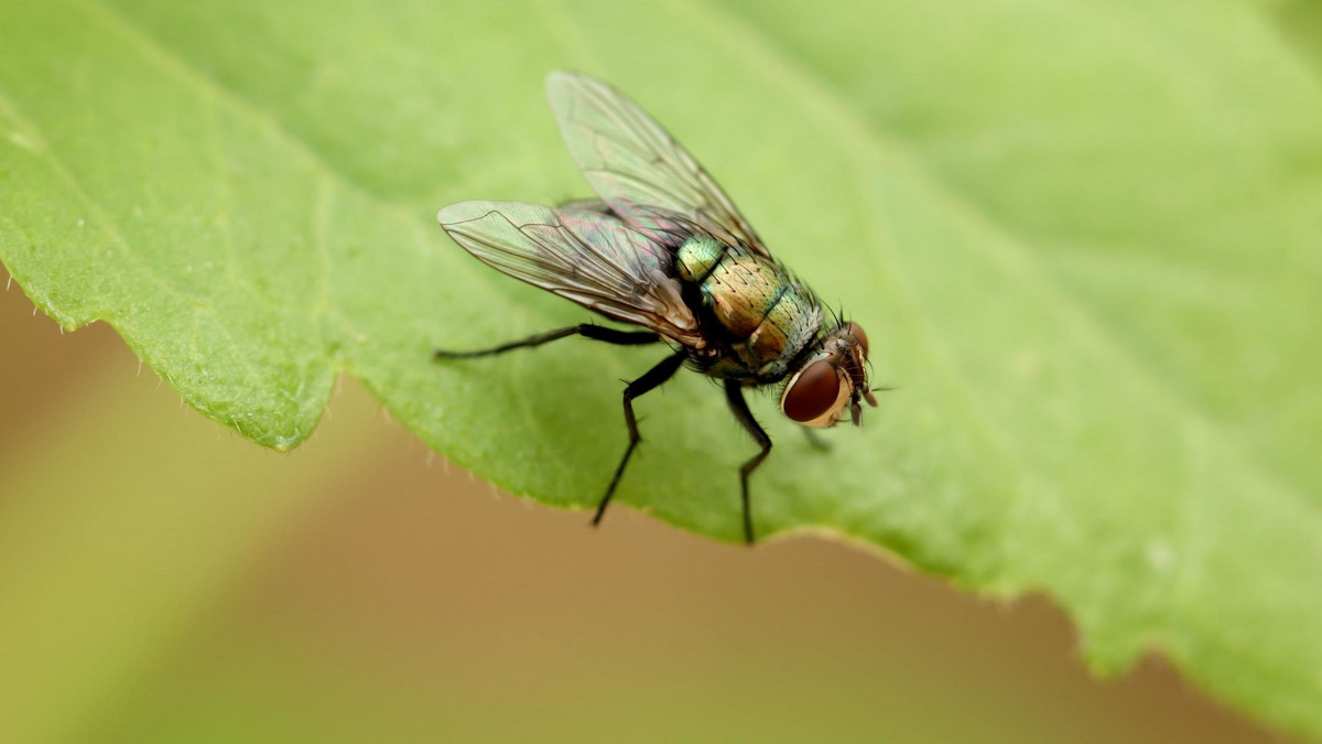 Як позбутися від мух в домашніх умовах? Посадіть ці рослини