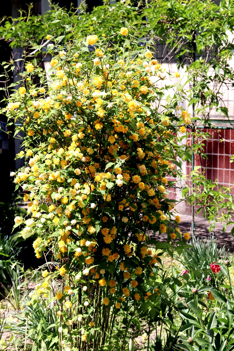 Ніжні фарби літа: які квіти та рослини можна побачити у Нікополі 