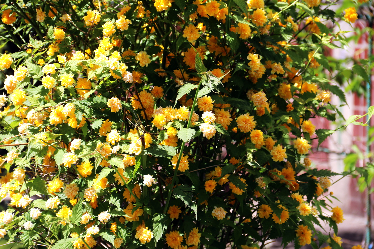 Ніжні фарби літа: які квіти та рослини можна побачити у Нікополі 
